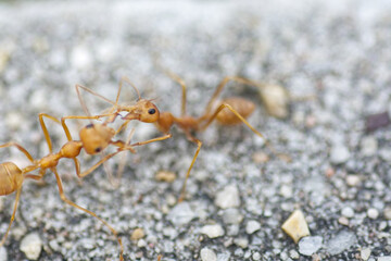 red ants fighting on the ground