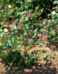 
cotton plantation during flowering, early August in plains of Greece