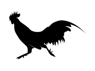 Obraz premium Vector Illustration. Black Silhouette of a rooster design. isolated male chicken on a white background