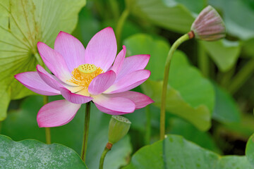 古代ハス園の蓮