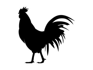 Vector Illustration. Black Silhouette of a rooster design. isolated male chicken on a white background
