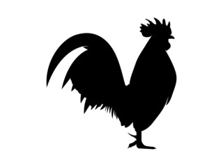 Vector Illustration. Black Silhouette of a rooster design. isolated male chicken on a white background