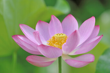 古代ハス園の蓮