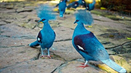 Goura cristata with blue feathers and crested in the usual habitat in the forest