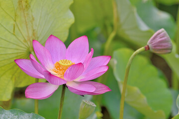 古代ハス園の蓮