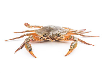 A live crab on top of a white background