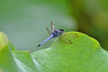 ハスの葉にとまるシオカラトンボ