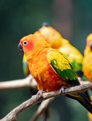 Close up Sun Conure Parrot Perched on Branch Isolated on Background