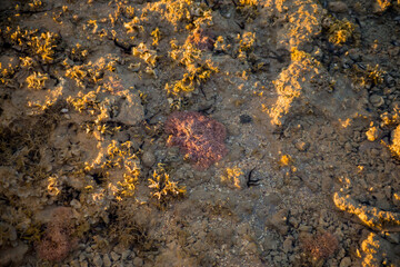black starfish in sea water