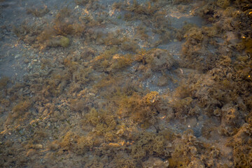 black starfish in sea water