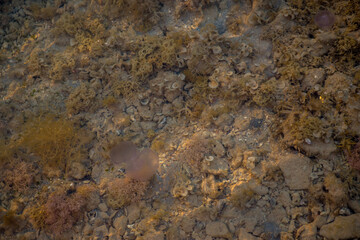 black starfish in sea water