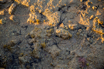 black starfish in sea water