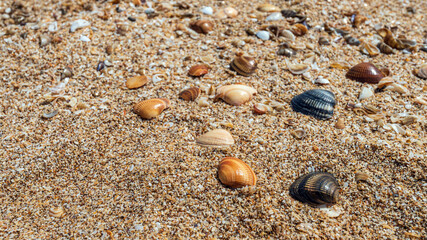 Fototapeta na wymiar Small seashells on ocean coast background