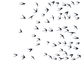 Flying swallow birds silhouettes vector illustration. Migratory martlets school isolated on white. 