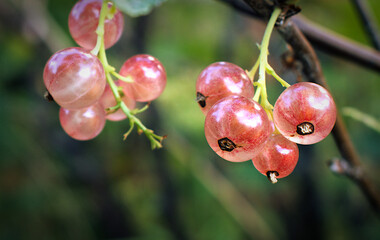 Pink currants growing in the summer