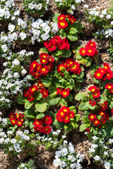 上から見下ろした赤色と白色の小さな花