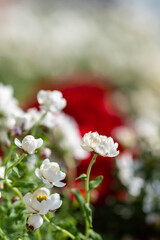 チューリップ畑に咲いている白い小さな花