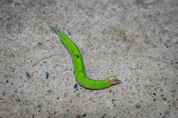 Obraz na płótnie Canvas green worm on the sand