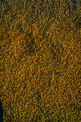 Organic natural fresh whole wheat 