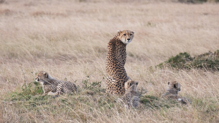 a rear view of a mother cheetah with three cubs at masai mara