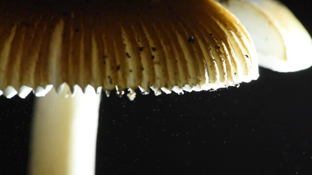 Spores Raining down from a Mushroom - Amanita vaginata the "tawny grisette"