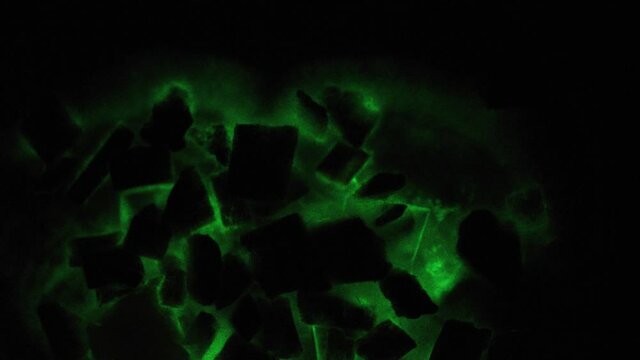 Bioluminescent mycelium growing on wood chips flashes bright occasionally - Panellus stipticus