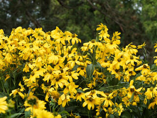 (Rudbeckia laciniata) Schlitzblättrige Sonnenhut mit goldgelben Zungenblüten, echte Rödertalblume mit grüner Röhrenblüte, tief geschlitzten Laubblätter auf hohe, ästig und behaart Stängel