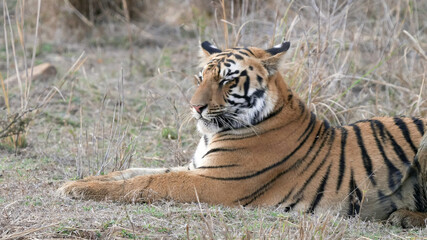 Fototapeta na wymiar close up of a young tiger cub laying down at tadoba tiger reserve in india