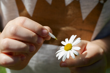 hands of a young woman holding a chamomile and tearing off a petal