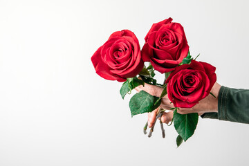 Red rose in hand on white background with copy space