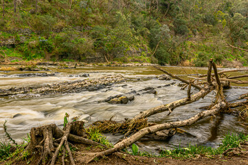  Dead Trees along River