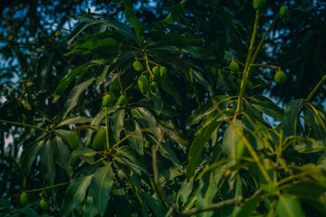 Indian mango tree close up