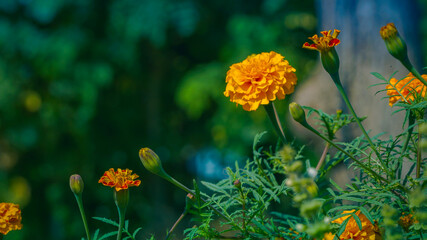 Marigold flower growing in field