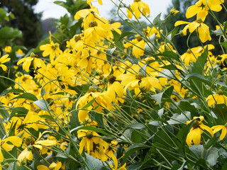 Rudbeckia laciniata 'Goldquelle' or Schlitzblättrige Sonnenhut. Dichter Büschel zitronengelber...