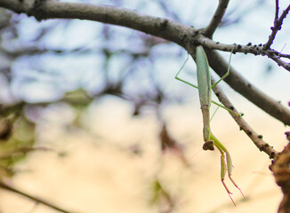枝にぶら下がるカマキリ