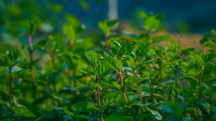 Green fresh mint plant also called pudina