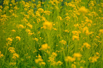 Beautiful mustard flower plant at farm