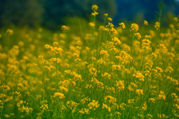 Beautiful mustard flower plant at farm