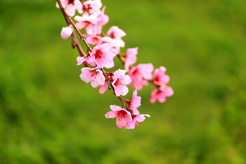 Peach trees blossom in spring