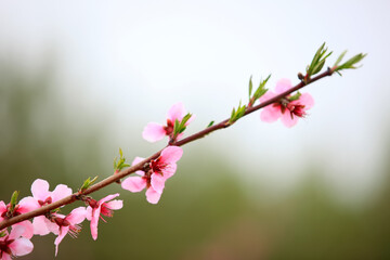 Fototapeta na wymiar Peach trees blossom in spring