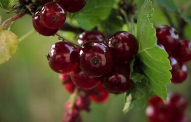Red currants growing in the summer