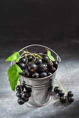 Black currant berries  in an aluminum bucket with green leaves. Harvest of blackcurrant. Copy space.