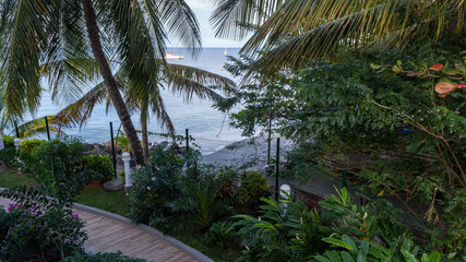 Fototapeta na wymiar Palm trees in the caribbean sea in Martinique