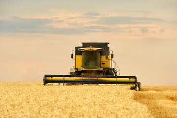 Combine harvester working in wheat field with cloudy moody sky. Harvesting machine driver cutting...