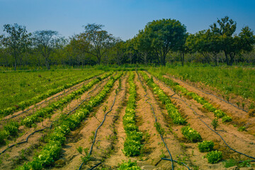 Fototapeta na wymiar Natural organic cabbage field under the blue sky
