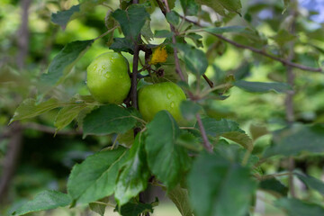 green apples on tree