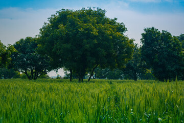 Whole wheat growing under the beautiful sky and mango trees.