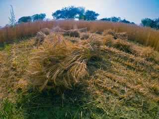 Whole wheat shine like a gold under the sunlight