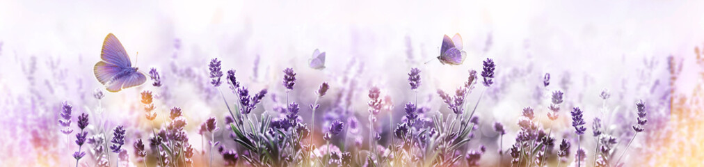 Fototapeta Purple blossoming Lavender and flying butterfly in nature panorama. obraz