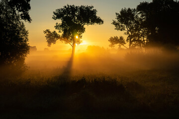 foggy field with tree silhouette